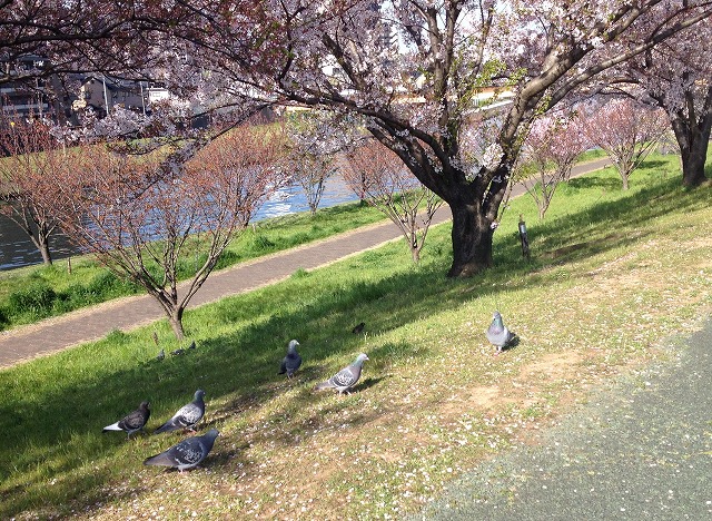 鳩と桜