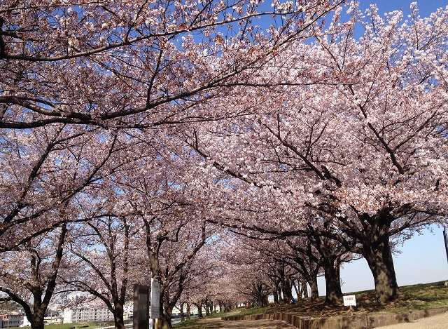 桜の樹の道