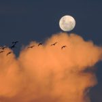 月と鳥と雲